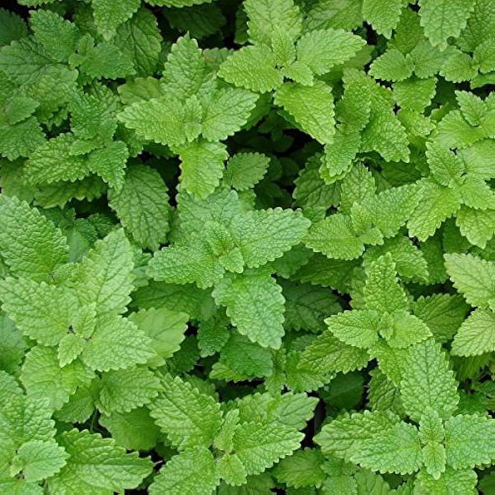 Lemon mint herb grown from seeds with citrus-scented leaves and delicate lavender blooms